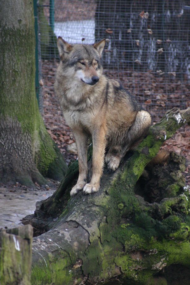 2011040811285703_k-Zoo & Co 016.JPG